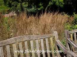 Attēlu rezultāti vaicājumam “Calamagrostis arundinacea leaf”