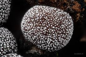 Attēlu rezultāti vaicājumam “Physarum pseudoalexandrowiczii”