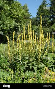 Image result for Verbascum nigrum