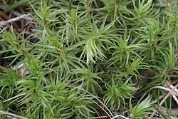 Attēlu rezultāti vaicājumam “Dicranum polysetum sporophyte”