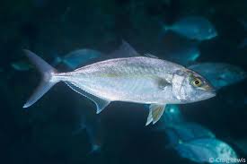 Image result for Seriola dumerili