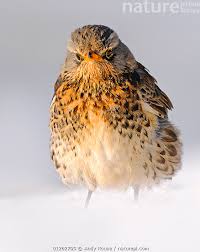 Attēlu rezultāti vaicājumam “Turdus pilaris”