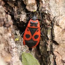 Attēlu rezultāti vaicājumam “Pyrrhocoris apterus imago”