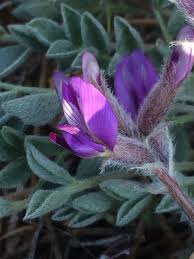Attēlu rezultāti vaicājumam “Astragalus danicus fruit”