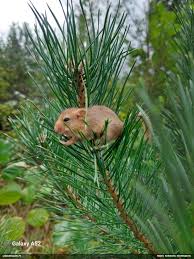 Attēlu rezultāti vaicājumam “Fuligo licentii”