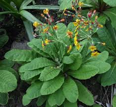 Attēlu rezultāti vaicājumam “Primula farinosa leaf”