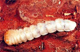 Attēlu rezultāti vaicājumam “Monochamus urussovi”