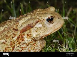 Attēlu rezultāti vaicājumam “Bufo bufo”