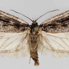 Attēlu rezultāti vaicājumam “Semioscopis oculella”