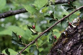 Attēlu rezultāti vaicājumam “Cotoneaster multiflorus leaf”