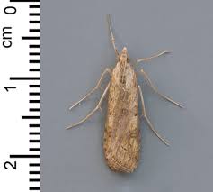 Attēlu rezultāti vaicājumam “Nomophila noctuella”