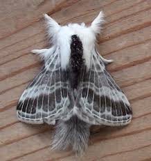 Attēlu rezultāti vaicājumam “Lasiocampidae”