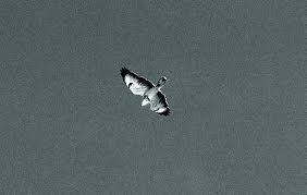 Attēlu rezultāti vaicājumam “Buteo buteo adult”