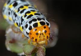 Attēlu rezultāti vaicājumam “Cucullia lucifuga larva”