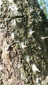 Attēlu rezultāti vaicājumam “Kalopanax septemlobus fruit”