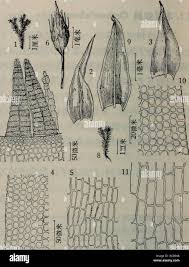 Attēlu rezultāti vaicājumam “Orthotrichum speciosum sporophyte”