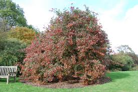 Attēlu rezultāti vaicājumam “Crataegus persimilis”