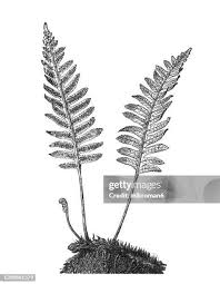 Attēlu rezultāti vaicājumam “Pteropsida”