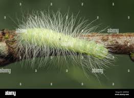 Attēlu rezultāti vaicājumam “Acronicta leporina larva”