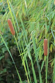 Image result for Rohrkolben