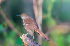 Image result for Toxostoma rufum