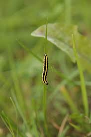 Attēlu rezultāti vaicājumam “Cucullia lucifuga larva”