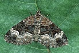 Attēlu rezultāti vaicājumam “Xanthorhoe biriviata”