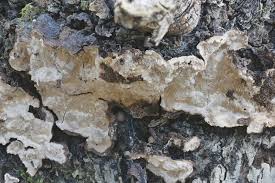 Attēlu rezultāti vaicājumam “Cystostereum murrayi”