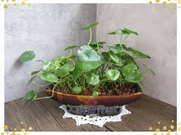 「銅錢草」的圖片搜尋結果