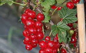 Bildergebnis für rote johannisbeeren