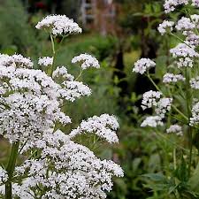 Attēlu rezultāti vaicājumam “Valeriana officinalis leaf”