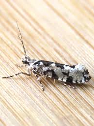 Attēlu rezultāti vaicājumam “Ypsolopha sequella”