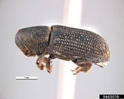 Attēlu rezultāti vaicājumam “Hylastes sp.”