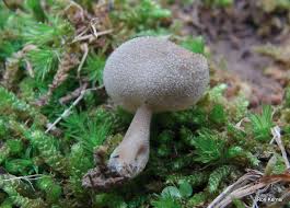 Attēlu rezultāti vaicājumam “Helvella macropus”