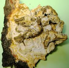 Attēlu rezultāti vaicājumam “Skeletocutis odora”