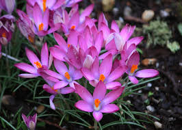 Attēlu rezultāti vaicājumam “Crocus tommasinianus flower”