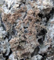 Attēlu rezultāti vaicājumam “Athelia arachnoidea”