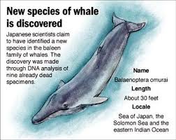 Image result for Balaenoptera omurai