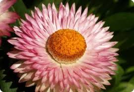 Image result for Helichrysum bracteatum
