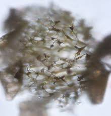 Attēlu rezultāti vaicājumam “Physarum flavicomum stalked”