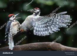 Attēlu rezultāti vaicājumam “Dendrocopos major juvenile”