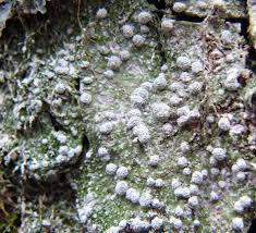 Attēlu rezultāti vaicājumam “Pertusaria albescens”