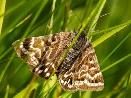 Attēlu rezultāti vaicājumam “Callistege mi”