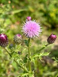 Attēlu rezultāti vaicājumam “Cirsium arvense”