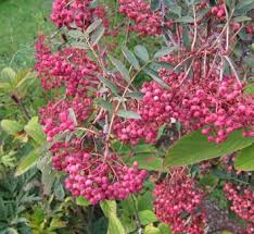 Attēlu rezultāti vaicājumam “Sorbus alnifolia fruit”