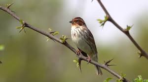 Image result for Emberiza pusilla