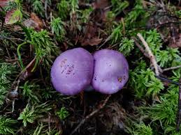 Attēlu rezultāti vaicājumam “Cortinarius traganus”