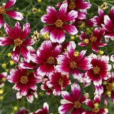 Image result for Coreopsis