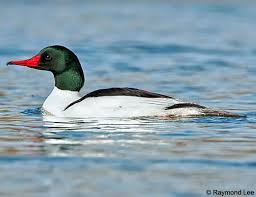 Attēlu rezultāti vaicājumam “Mergus merganser”