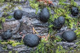 Attēlu rezultāti vaicājumam “Hypoxylon fragiforme / howeianum”